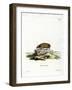 Greater Hedgehog Tenrec-null-Framed Giclee Print