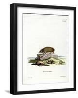 Greater Hedgehog Tenrec-null-Framed Giclee Print