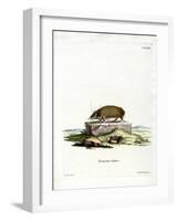 Greater Hedgehog Tenrec-null-Framed Giclee Print