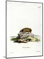 Greater Hedgehog Tenrec-null-Mounted Giclee Print
