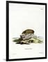 Greater Hedgehog Tenrec-null-Framed Premium Giclee Print