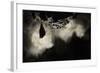 Greater Horseshoe Bat (Rhinolophus Ferrumequinum) Roosting in Cave. Croatia. November-Alex Hyde-Framed Photographic Print