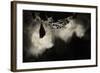 Greater Horseshoe Bat (Rhinolophus Ferrumequinum) Roosting in Cave. Croatia. November-Alex Hyde-Framed Photographic Print