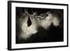 Greater Horseshoe Bat (Rhinolophus Ferrumequinum) Roosting in Cave. Croatia. November-Alex Hyde-Framed Photographic Print