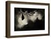 Greater Horseshoe Bat (Rhinolophus Ferrumequinum) Roosting in Cave. Croatia. November-Alex Hyde-Framed Photographic Print