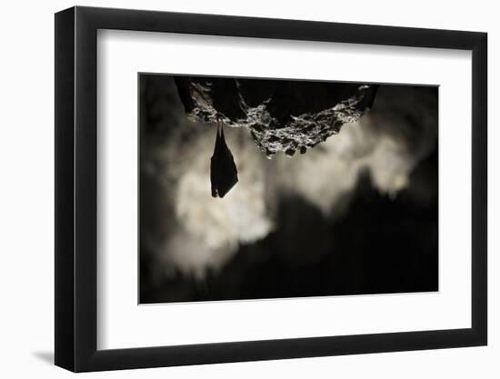 Greater Horseshoe Bat (Rhinolophus Ferrumequinum) Roosting in Cave. Croatia. November-Alex Hyde-Framed Photographic Print
