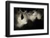 Greater Horseshoe Bat (Rhinolophus Ferrumequinum) Roosting in Cave. Croatia. November-Alex Hyde-Framed Photographic Print