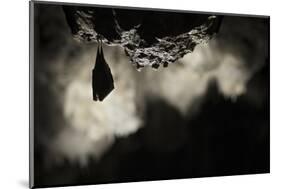 Greater Horseshoe Bat (Rhinolophus Ferrumequinum) Roosting in Cave. Croatia. November-Alex Hyde-Mounted Photographic Print