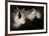 Greater Horseshoe Bat (Rhinolophus Ferrumequinum) Roosting in Cave. Croatia. November-Alex Hyde-Framed Photographic Print