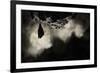 Greater Horseshoe Bat (Rhinolophus Ferrumequinum) Roosting in Cave. Croatia. November-Alex Hyde-Framed Photographic Print