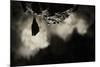 Greater Horseshoe Bat (Rhinolophus Ferrumequinum) Roosting in Cave. Croatia. November-Alex Hyde-Mounted Photographic Print