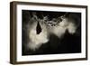 Greater Horseshoe Bat (Rhinolophus Ferrumequinum) Roosting in Cave. Croatia. November-Alex Hyde-Framed Photographic Print