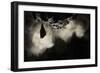 Greater Horseshoe Bat (Rhinolophus Ferrumequinum) Roosting in Cave. Croatia. November-Alex Hyde-Framed Photographic Print