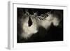 Greater Horseshoe Bat (Rhinolophus Ferrumequinum) Roosting in Cave. Croatia. November-Alex Hyde-Framed Photographic Print