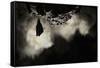 Greater Horseshoe Bat (Rhinolophus Ferrumequinum) Roosting in Cave. Croatia. November-Alex Hyde-Framed Stretched Canvas