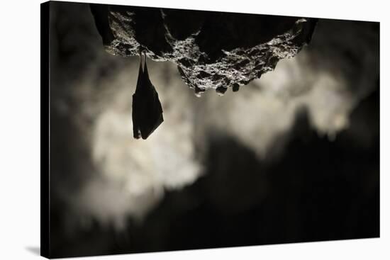 Greater Horseshoe Bat (Rhinolophus Ferrumequinum) Roosting in Cave. Croatia. November-Alex Hyde-Stretched Canvas