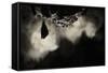 Greater Horseshoe Bat (Rhinolophus Ferrumequinum) Roosting in Cave. Croatia. November-Alex Hyde-Framed Stretched Canvas