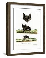 Greater Horseshoe Bat-null-Framed Giclee Print