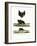 Greater Horseshoe Bat-null-Framed Giclee Print
