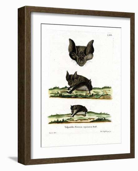 Greater Horseshoe Bat-null-Framed Giclee Print