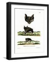 Greater Horseshoe Bat-null-Framed Giclee Print