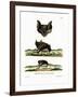 Greater Horseshoe Bat-null-Framed Giclee Print