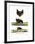 Greater Horseshoe Bat-null-Framed Giclee Print