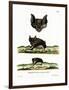 Greater Horseshoe Bat-null-Framed Giclee Print