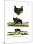 Greater Horseshoe Bat-null-Mounted Giclee Print