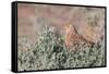 Greater Kestrel (Falco Rupicoloides)-Micha Klootwijk-Framed Stretched Canvas