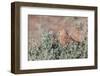 Greater Kestrel (Falco Rupicoloides)-Micha Klootwijk-Framed Photographic Print