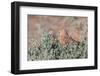 Greater Kestrel (Falco Rupicoloides)-Micha Klootwijk-Framed Photographic Print