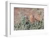 Greater Kestrel (Falco Rupicoloides)-Micha Klootwijk-Framed Photographic Print