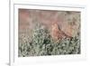 Greater Kestrel (Falco Rupicoloides)-Micha Klootwijk-Framed Photographic Print