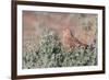 Greater Kestrel (Falco Rupicoloides)-Micha Klootwijk-Framed Photographic Print