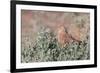 Greater Kestrel (Falco Rupicoloides)-Micha Klootwijk-Framed Photographic Print