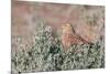 Greater Kestrel (Falco Rupicoloides)-Micha Klootwijk-Mounted Photographic Print