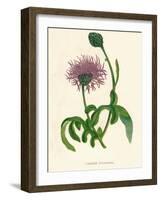 'Greater Knapweed', c1891, (1891)-Anne Pratt-Framed Giclee Print