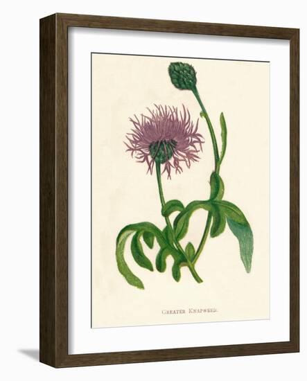 'Greater Knapweed', c1891, (1891)-Anne Pratt-Framed Giclee Print