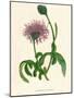 'Greater Knapweed', c1891, (1891)-Anne Pratt-Mounted Giclee Print