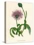 'Greater Knapweed', c1891, (1891)-Anne Pratt-Stretched Canvas