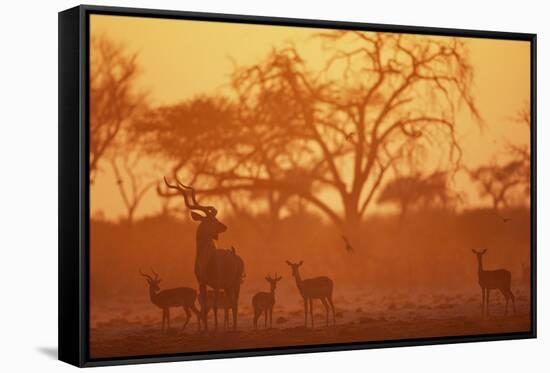 Greater Kudu and Impala Herd at Water Hole-null-Framed Stretched Canvas