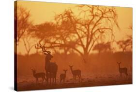 Greater Kudu and Impala Herd at Water Hole-null-Stretched Canvas