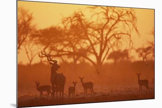 Greater Kudu and Impala Herd at Water Hole-null-Mounted Photographic Print