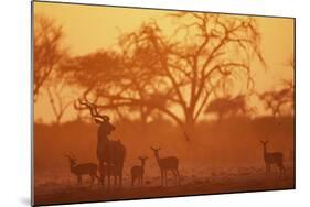 Greater Kudu and Impala Herd at Water Hole-null-Mounted Photographic Print