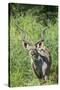 Greater Kudu Bull, Kruger National Park, South Africa-Paul Souders-Stretched Canvas