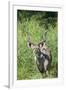 Greater Kudu Bull, Kruger National Park, South Africa-Paul Souders-Framed Premium Photographic Print