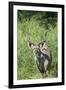 Greater Kudu Bull, Kruger National Park, South Africa-Paul Souders-Framed Premium Photographic Print