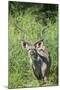 Greater Kudu Bull, Kruger National Park, South Africa-Paul Souders-Mounted Premium Photographic Print