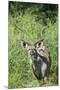 Greater Kudu Bull, Kruger National Park, South Africa-Paul Souders-Mounted Premium Photographic Print